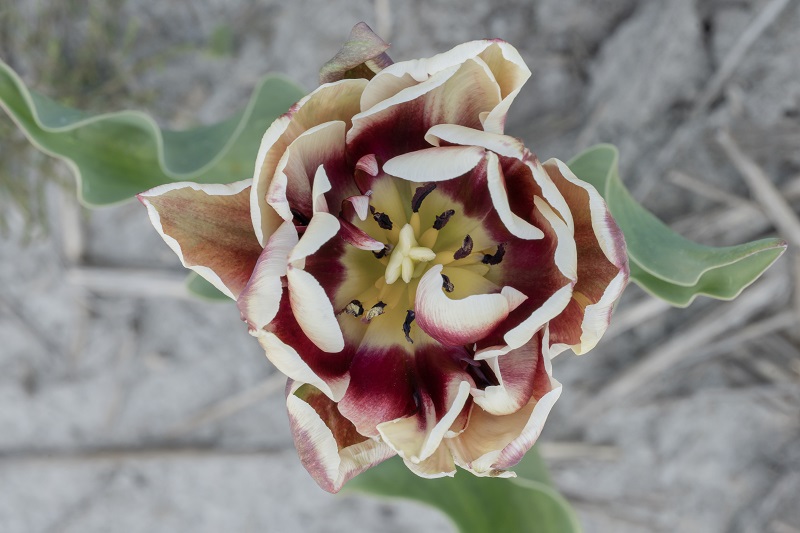 Tulipa Wyndham