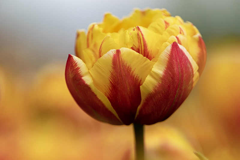 Tulipa Givency