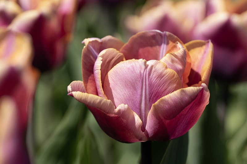 Tulipa Charente