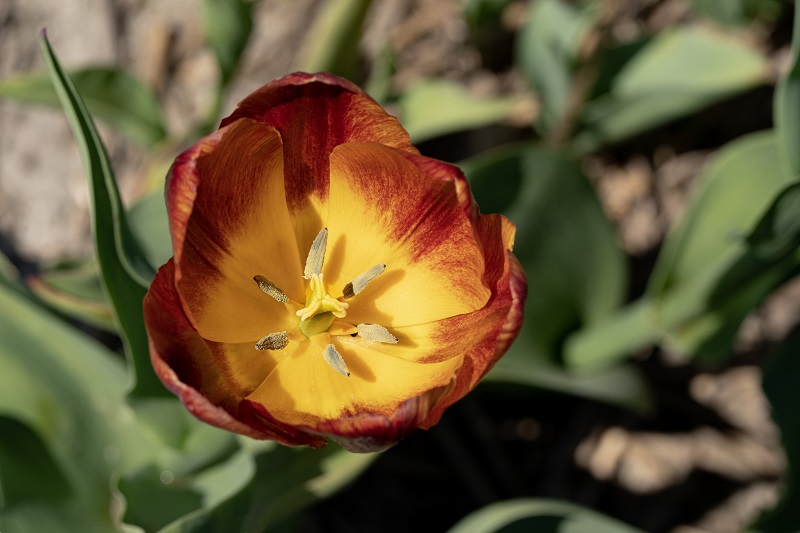 Tulipa Amberglow Hart