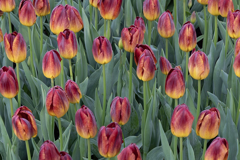Tulipa Amberglow