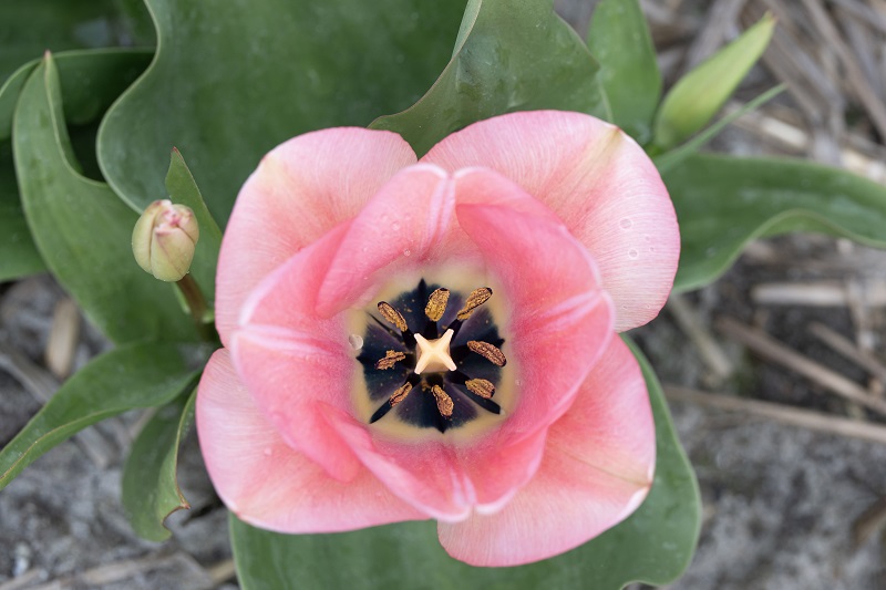 Tulipa Sweet16