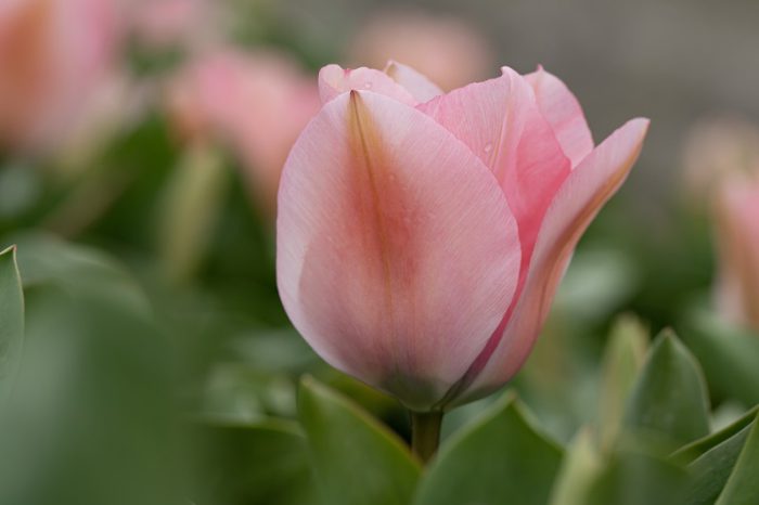 Tulipa Sweet16