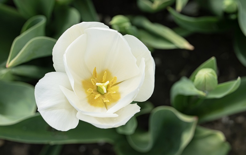Tulipa Chantilly