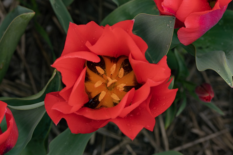 Tulipa Portland Hart