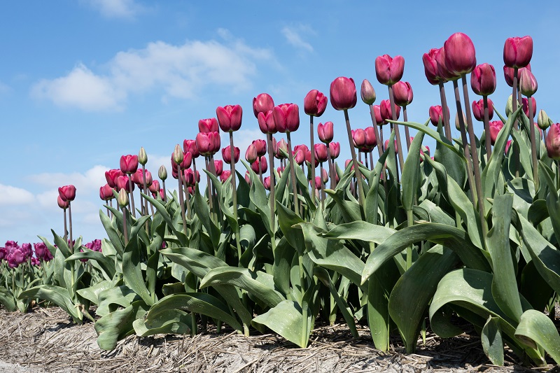 Tulipa Loire