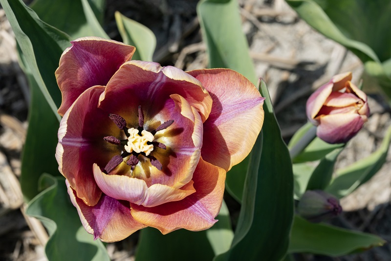 Tulipa Charente Hart