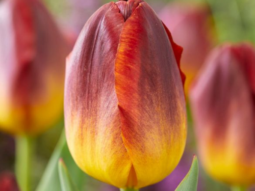Tulpen Amberglow