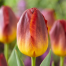 Tulpen Amberglow