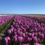 Tulpen Andre Rieu