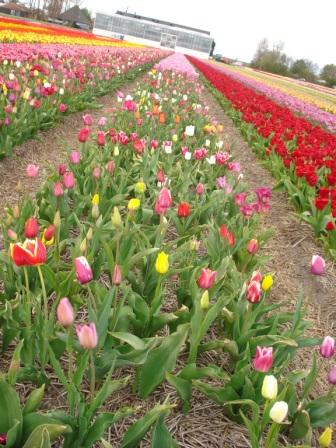 Het zesde jaar, de eerste tulpen vanuit het zaaisel bloemen!