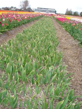 Het vierde en vijfde jaar, het begint nu op tulpen bladeren te lijken.