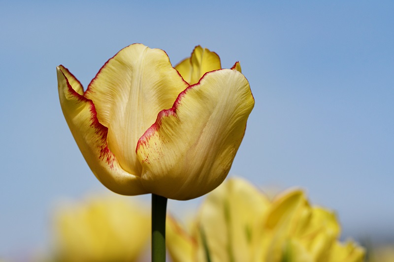 Tulipa Fuente